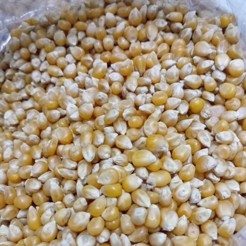 JAGUNG POPCORN MENTAH 500 GR LOSS