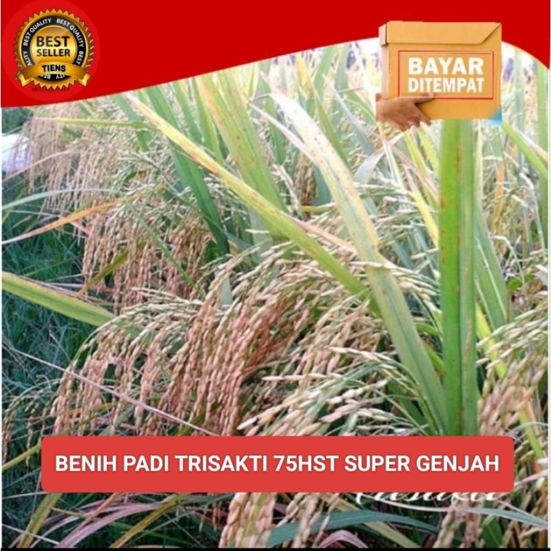 Benih padi TRISAKTI 75HST SUPER GENJAH kemasan 1kg