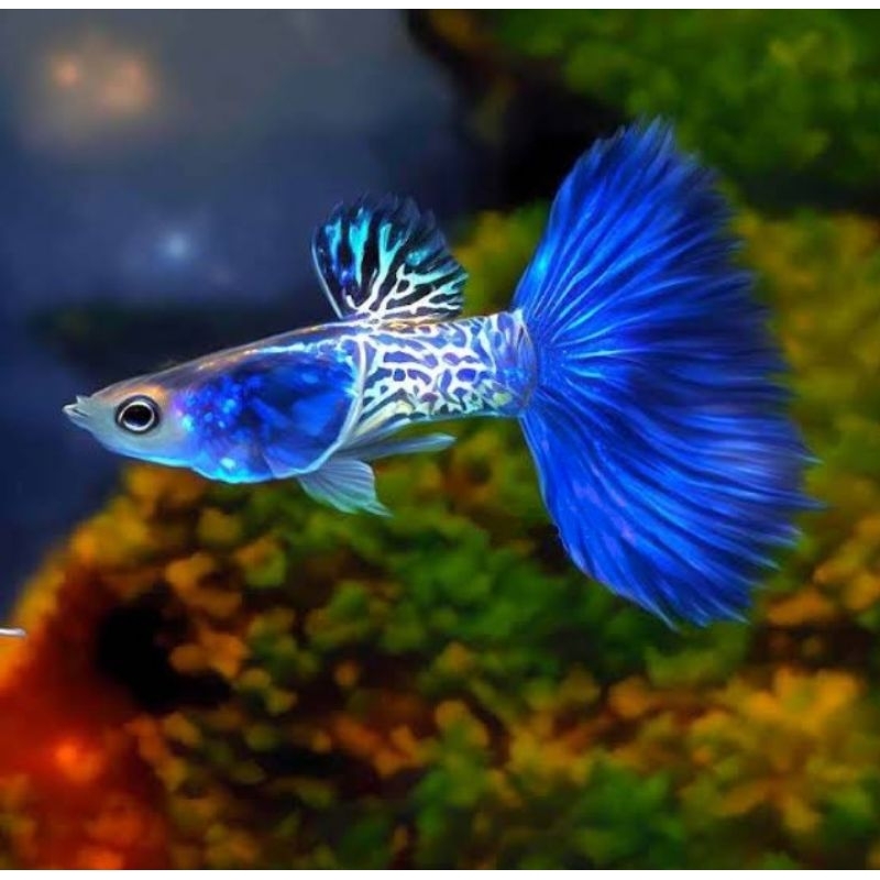 

STICKER GUPPY MSSBT 1PAIR