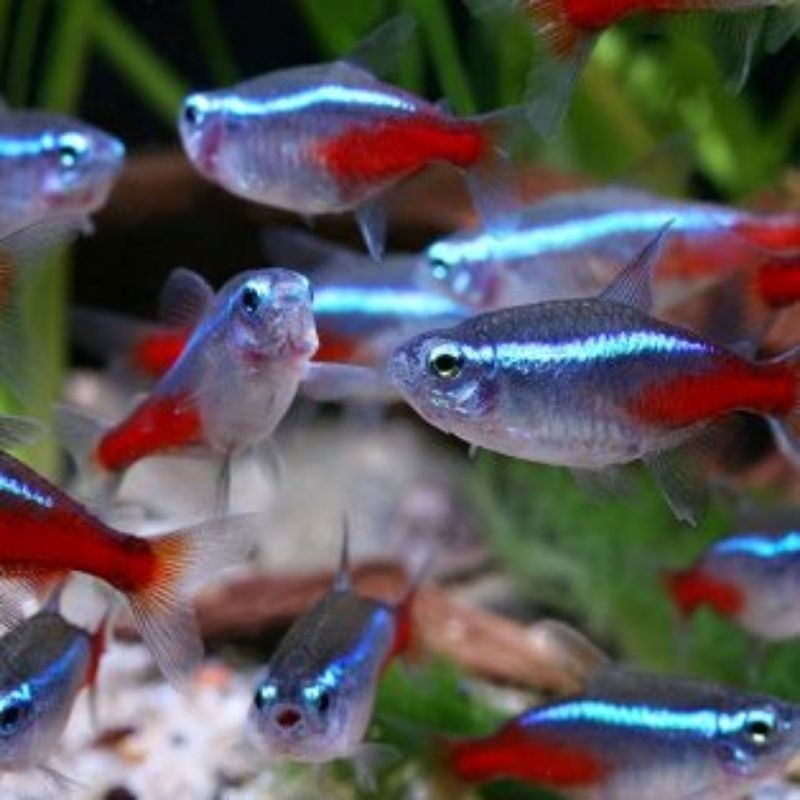 hiasan aquarium neon Tetra perpaket 10ekor
