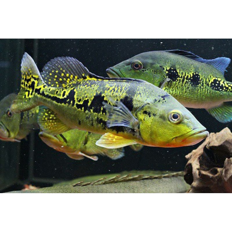 PBASS KELBERI GOLDEN BAHIA