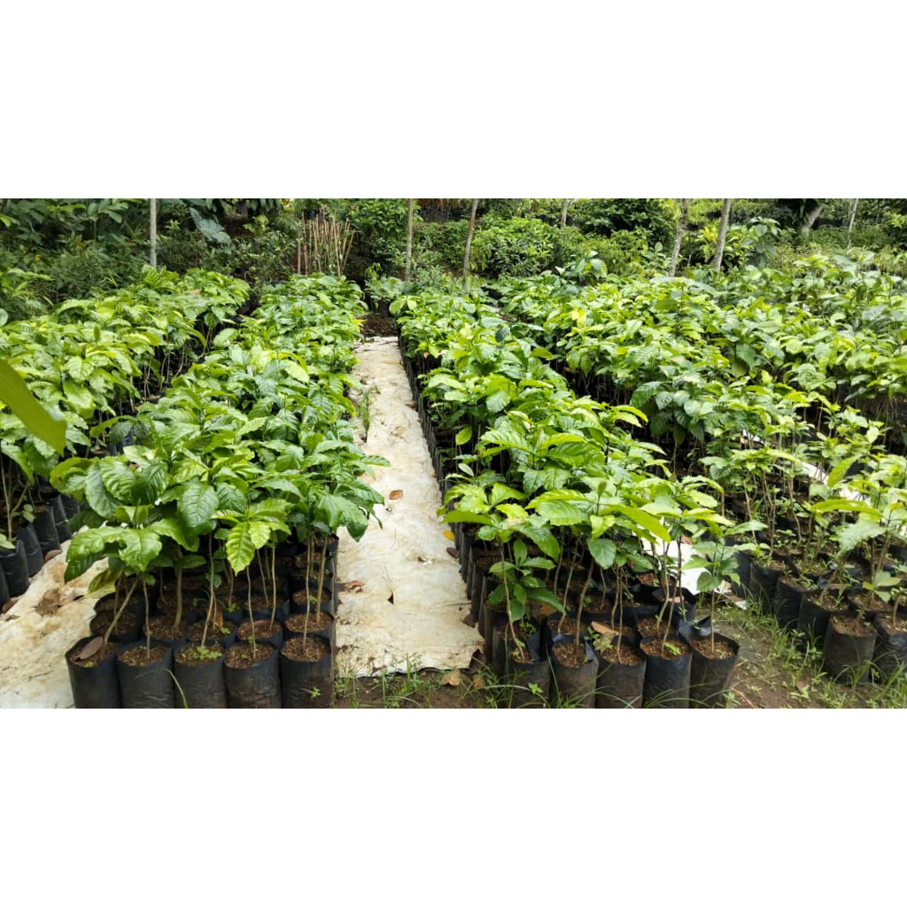Bibit Kopi Robusta Hasil Okulasi Tinggi 50Cm