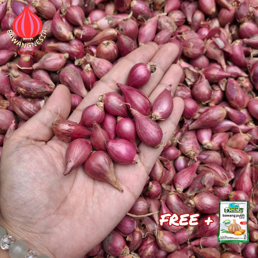 

BAWANG MERAH PETANI BREBES ASLI UKURAN KECIL