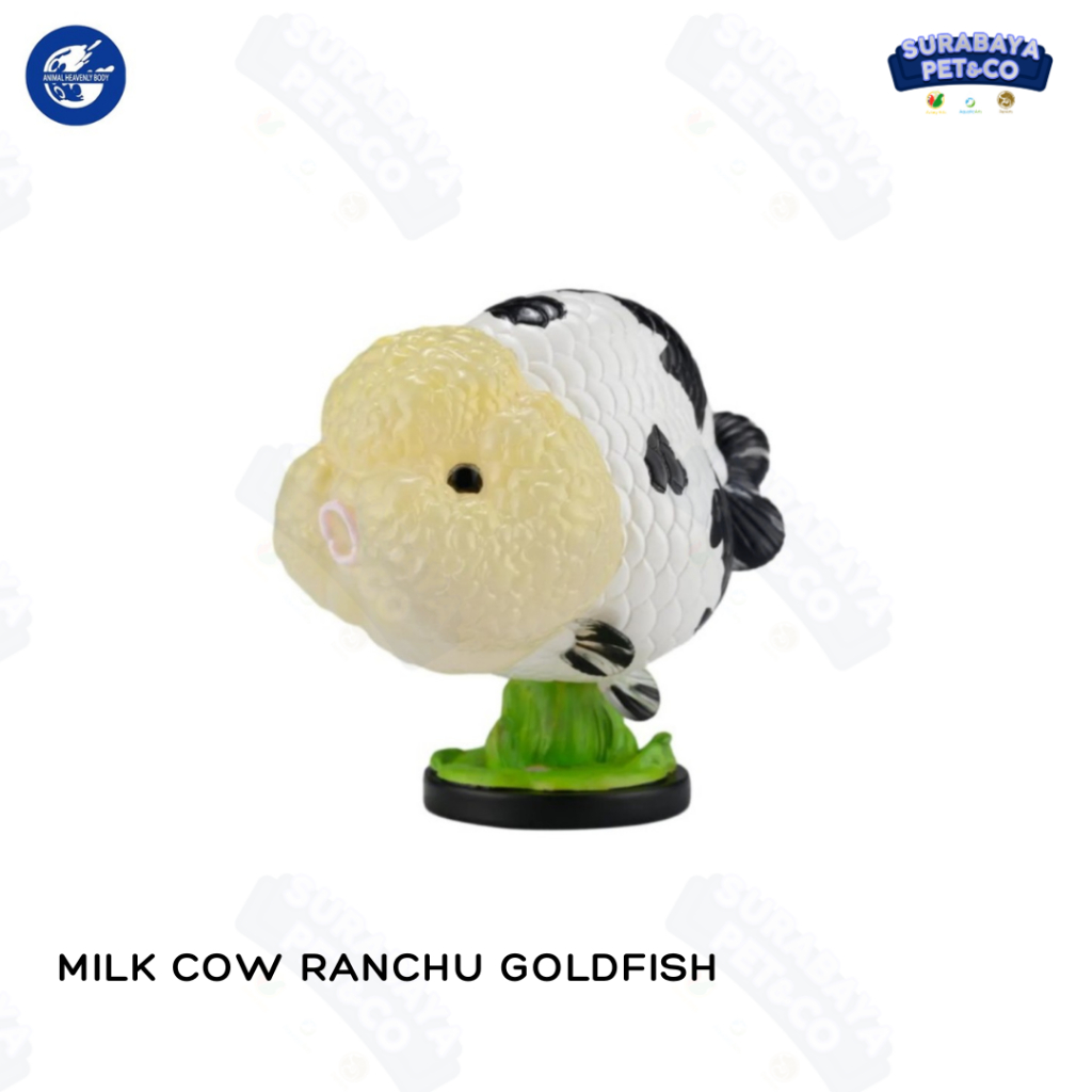 ANIMAL HEAVENLY BODY Milk Cow Ranchu Goldfish - Carassius auratus