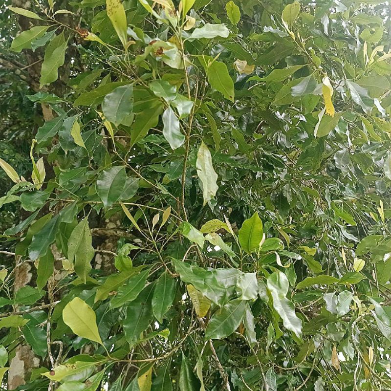 

1KG Daun Cengkeh Segar