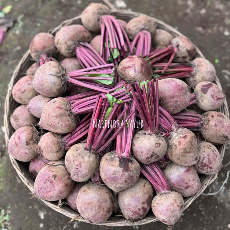 

Buah bit fresh 1KG