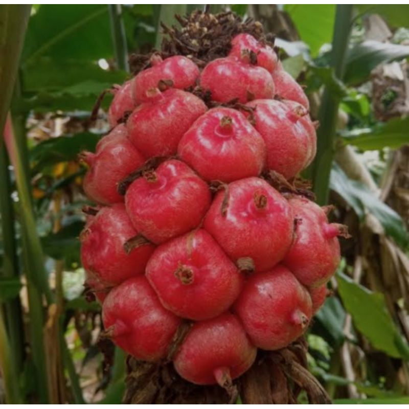 

buah honje pink seger 1kg/ideal untuk jus dan rujak