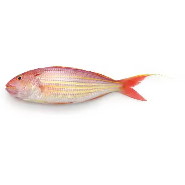 

Ikan Kurisi Segar Ikan Kurisi 1Kg