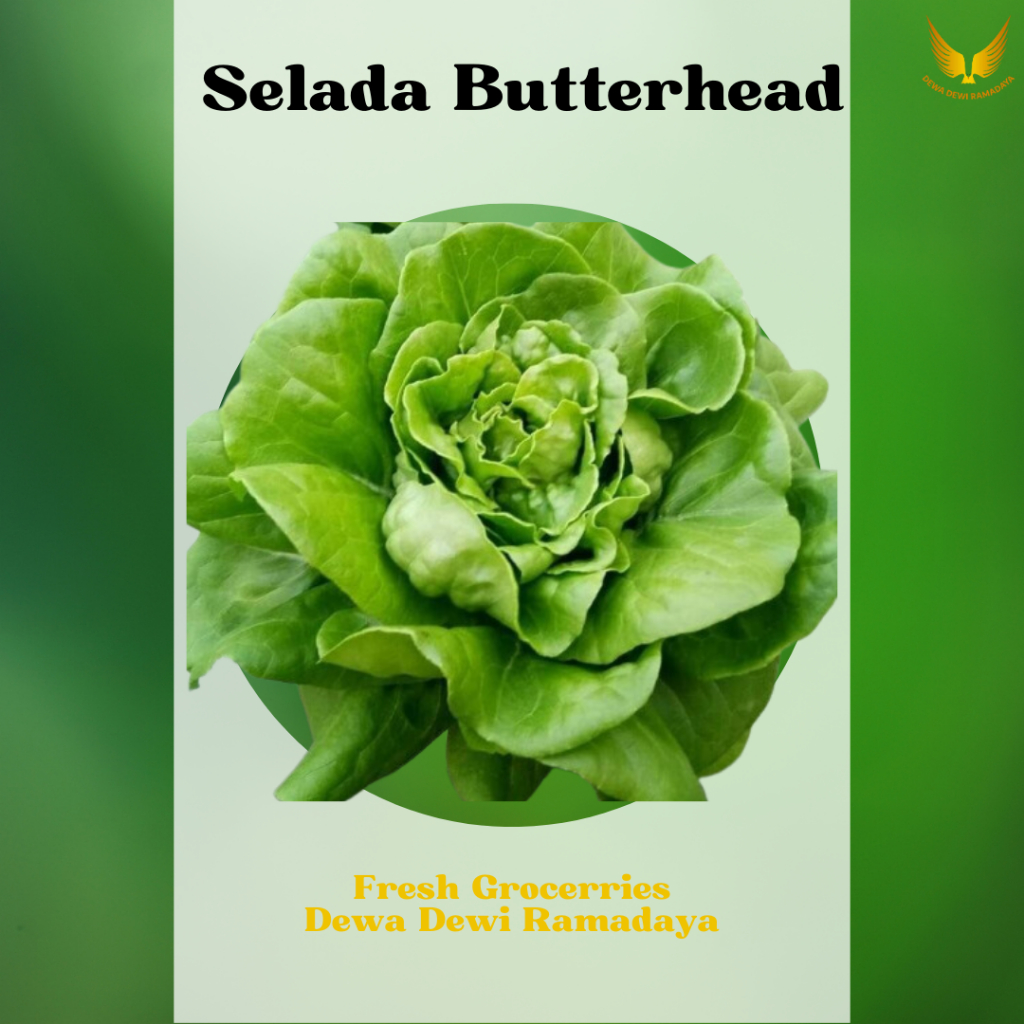 

Selada Butterhead Organik Dewa Dewi Rama Daya
