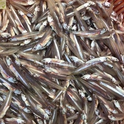 

Ikan Teri Segar Ikan Teri Jengki Basah Segar 1Kg