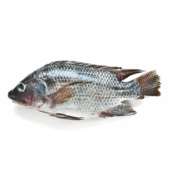 

SayurHD Ikan Mujair Seger 500 Gram