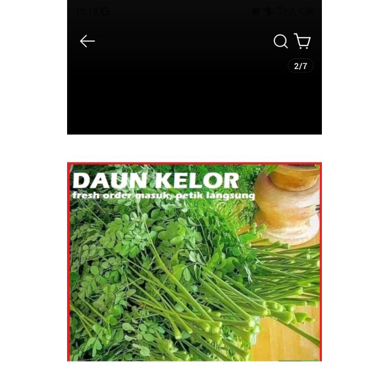 

daun kelor segar