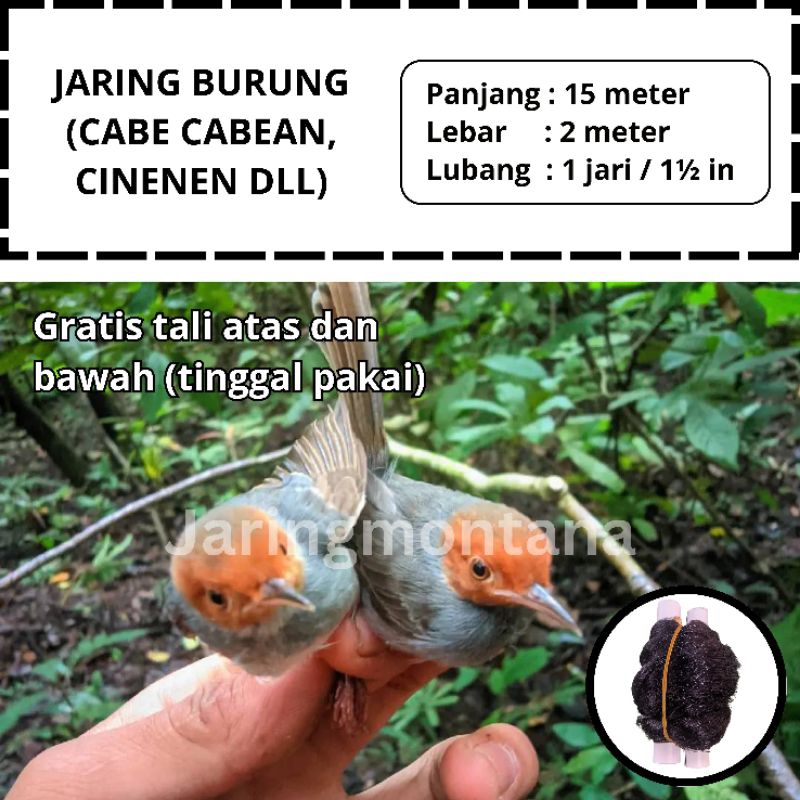 JARING BURUNG PRENJAK KEPALA MERAH JARING BURUNG KECIL JARING BURUNG SIAP PAKAI JARING MONTANA