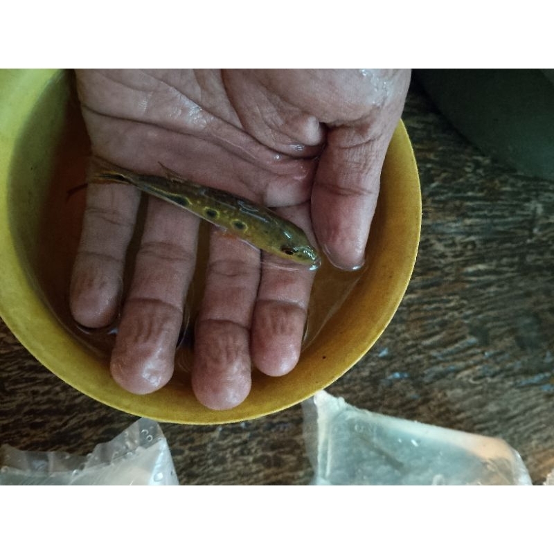 hiasan aquarium Pbass brocopondo pure