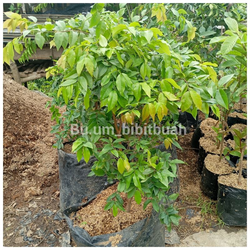 bibit tanaman anggur Brazil siap berbuah