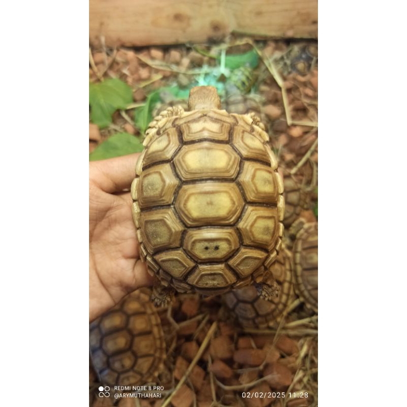 Mainan Kura Kura Sulcata 9cm
