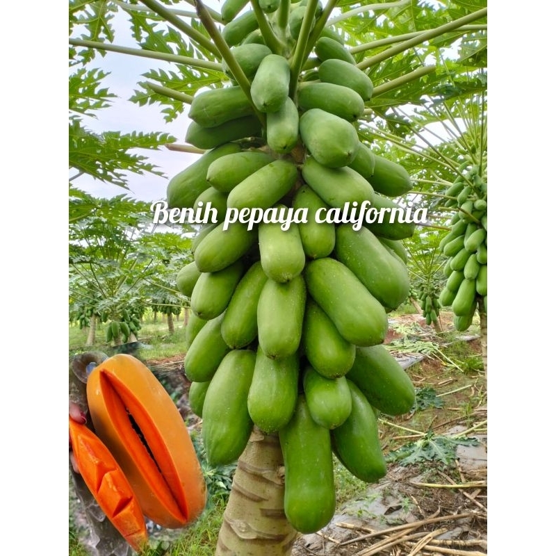 Benih Bibit Eceran Pepaya California Kalifornia Madu isi 200 biji