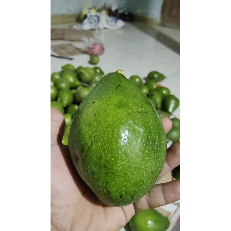

ALPUKAT MENTEGA MADIUN 1KG ISI 4-6