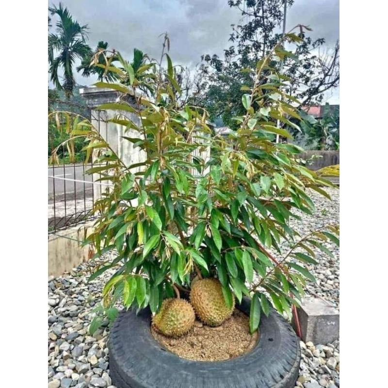 bibit durian musangking tinggi 1 meter