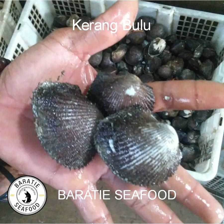 

Kerang Bulu Hidup Fresh (1 Kg)