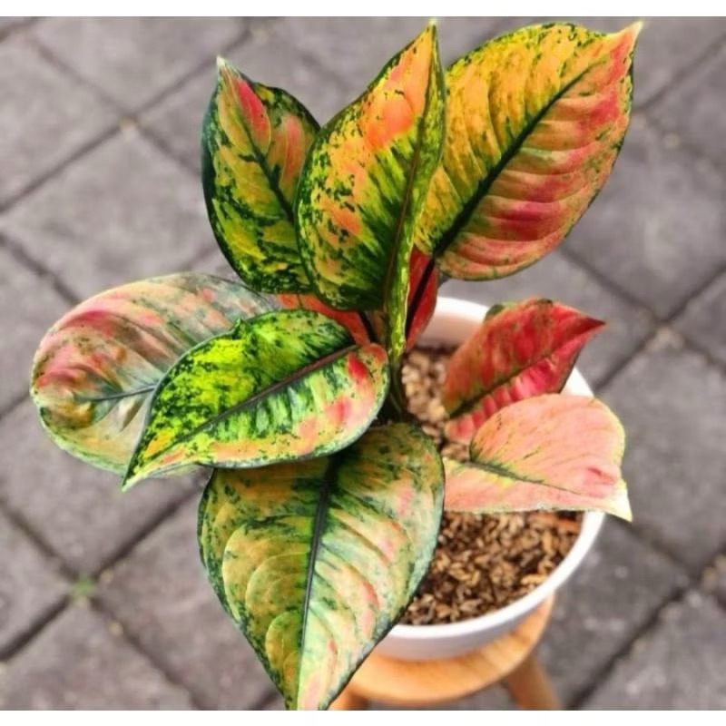 tanaman hias Aglonema heng heng daun rimbun 4-8