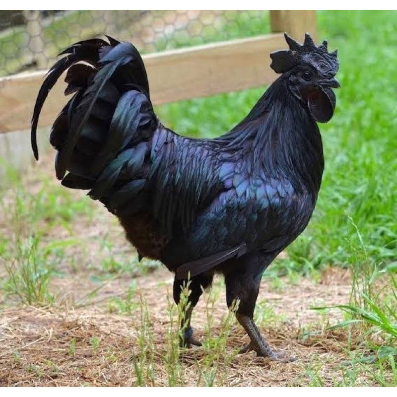 ayam cemani asli lidah hitam