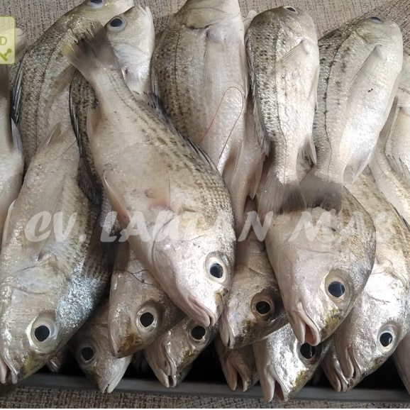 

Ikan Kakap Putih Segar Ikan Kakap Putih Grit 1Kg
