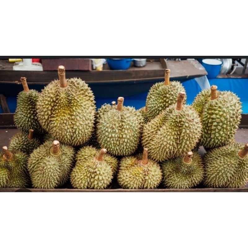 

durianmontong