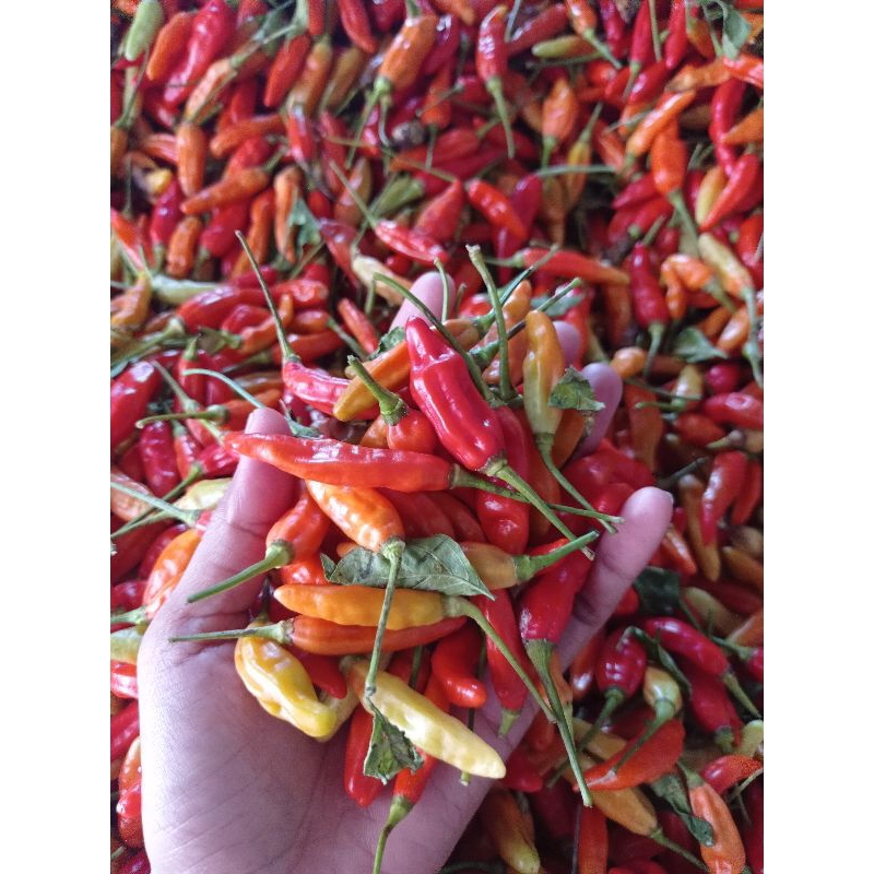 

CABE Rawit lokal kediri / 1 kg