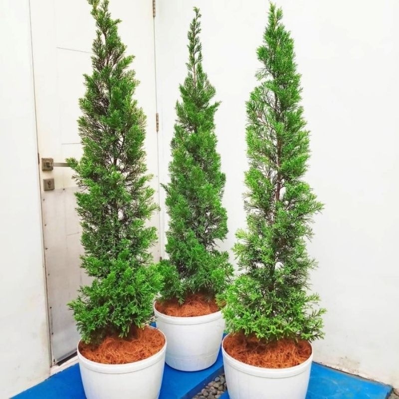 tanaman hias cemara lilin tinggi 50 cm / pohon Cemara lilin Cemara natal