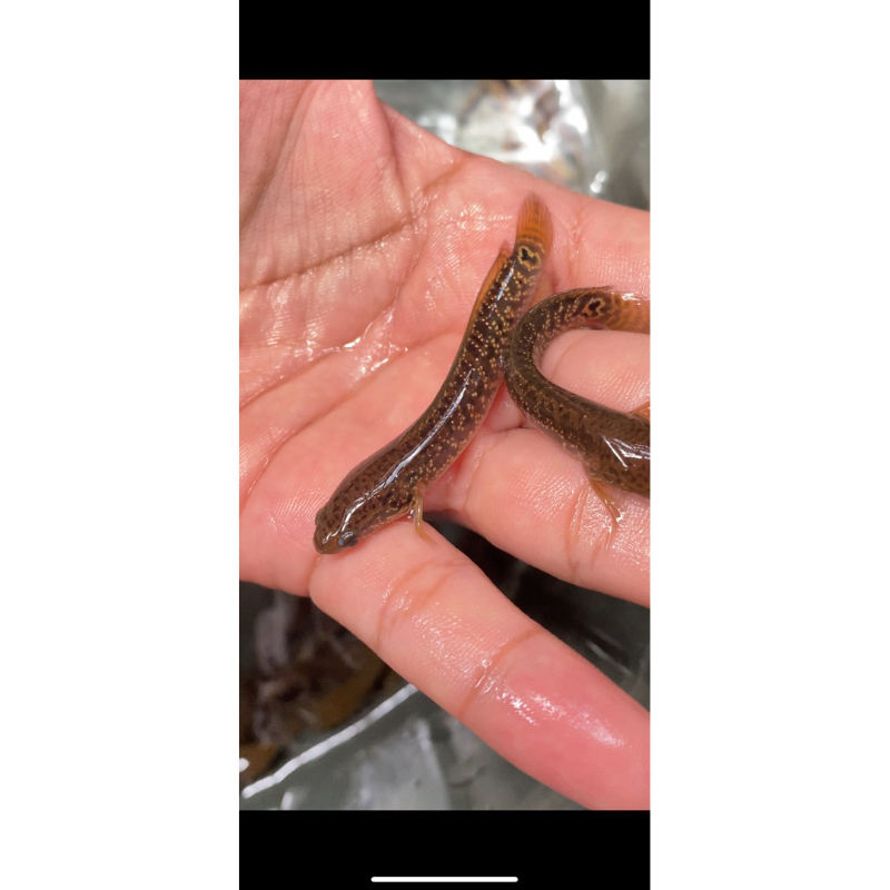 

setiker rsp kalimaya 6-8cm