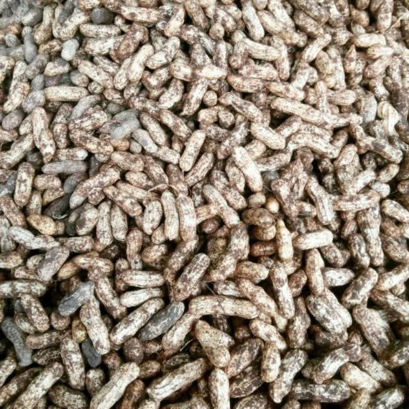 Kacang Tanah Mentah kulit 1 Kg