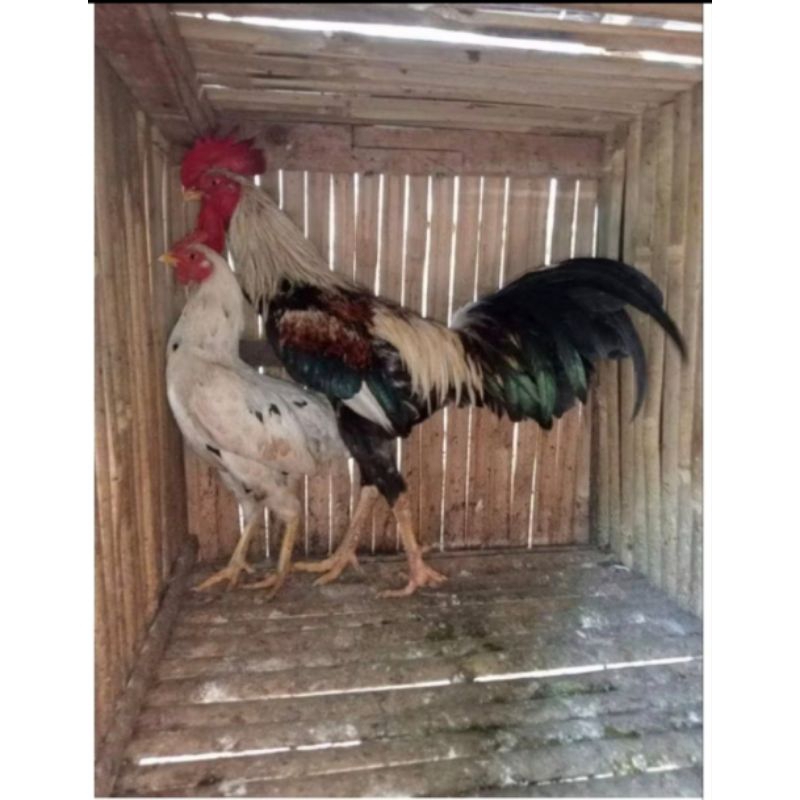 

ayam kampung Sepang hidup remaja jago sama babon
