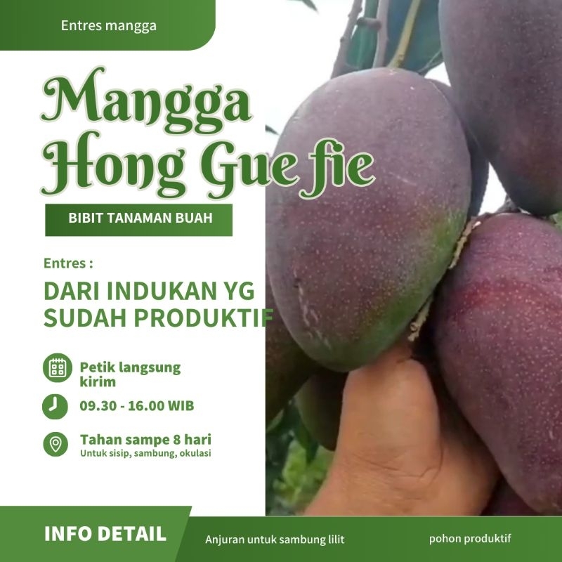 ENTRES MANGGA GUEFIE