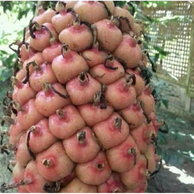 

buah honje segar asli 1kg