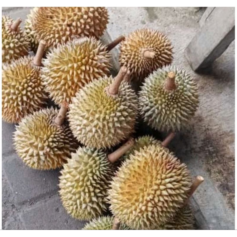 

duren kecil ukuran 500 -1 kg murah langsung petani
