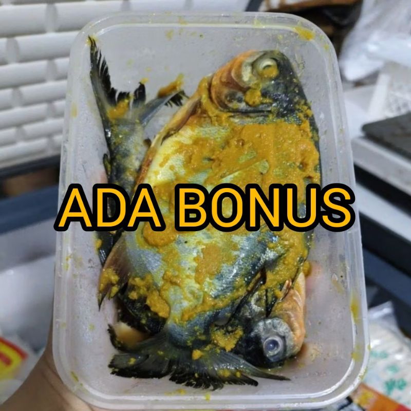 

BAWAL MARINASI 500 GR ISI 3 ⭐⭐⭐⭐