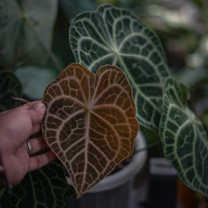 Anthurium Clarinervium x Forgetii