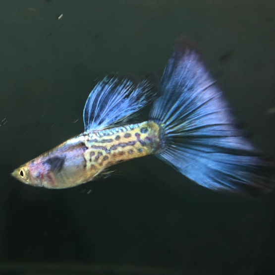 ikan guppy metal snake skin blue tail / mssbt ikan hias aquascape indukan