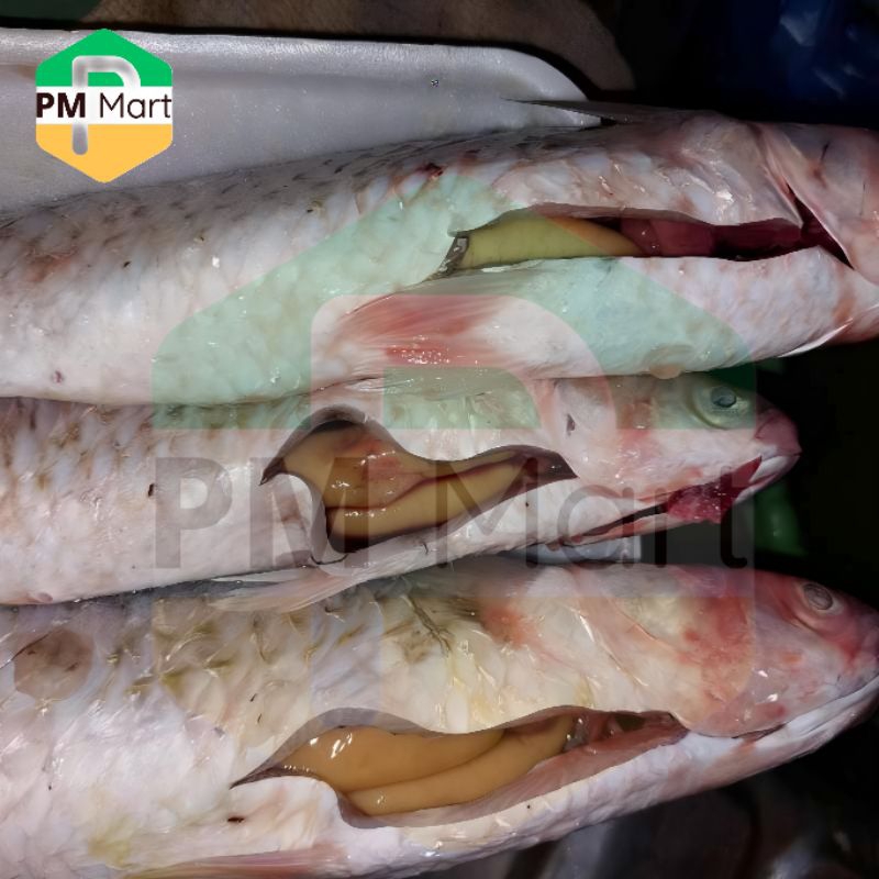 

Belanak Telur Segar 500 Gram