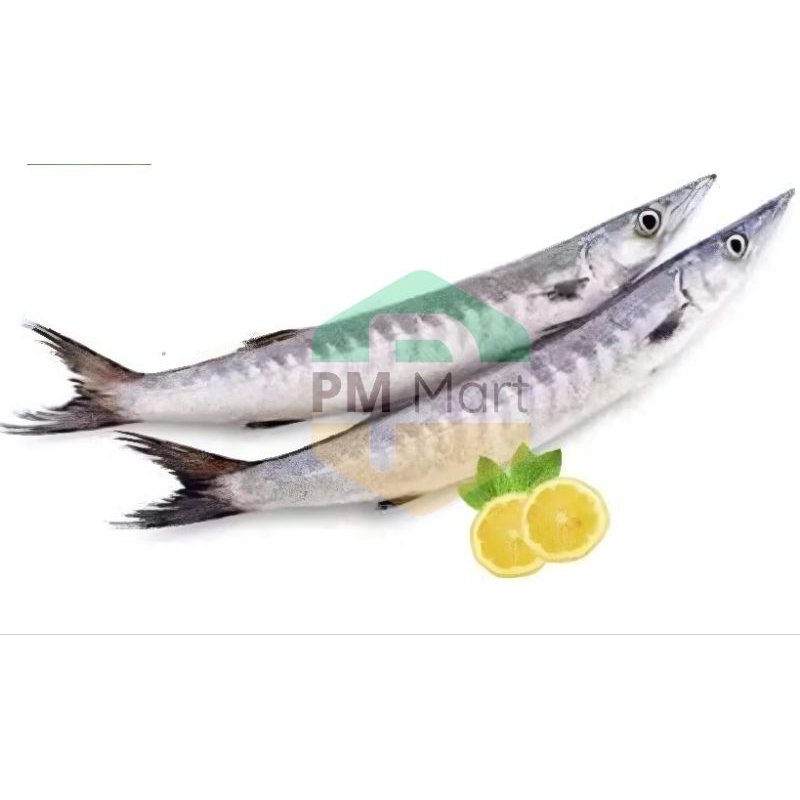 

Ikan Barakuda Segar Ikan Tunul 500 Gram
