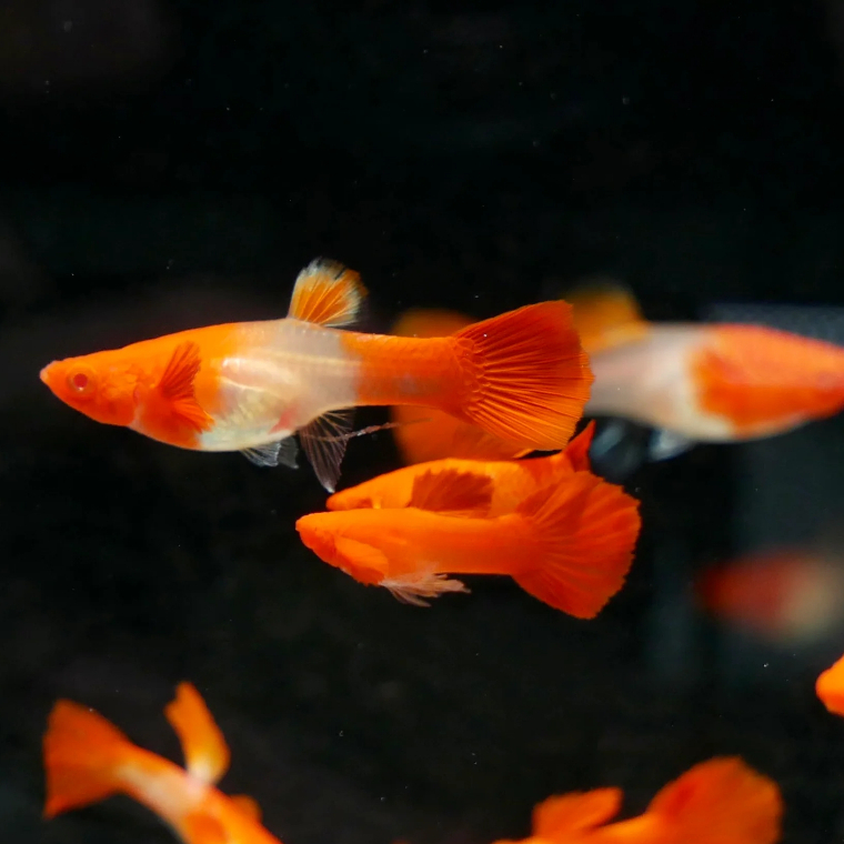 BELI 3 EKOR BONUS 1 EK - Jual Guppy Albino Koi Red Ear Line Vietnam /Guppy Albino Koi Red Ear