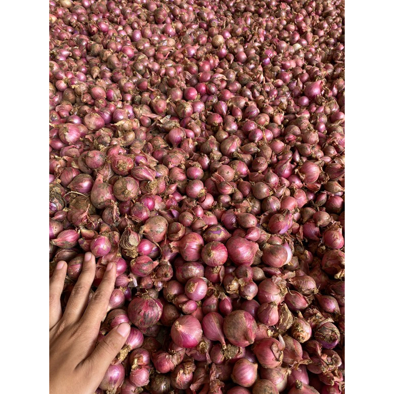 

BAWANG MERAH BATU MURAH