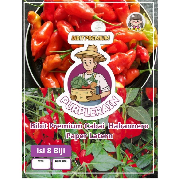 Bibit Premium Habanero Paper Latern | Benih Cabe Habanero Lantern