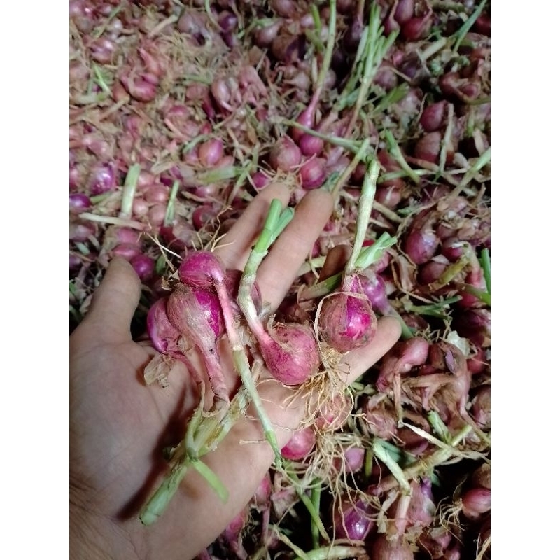 

Bawang Merah Fresh 1 Kg
