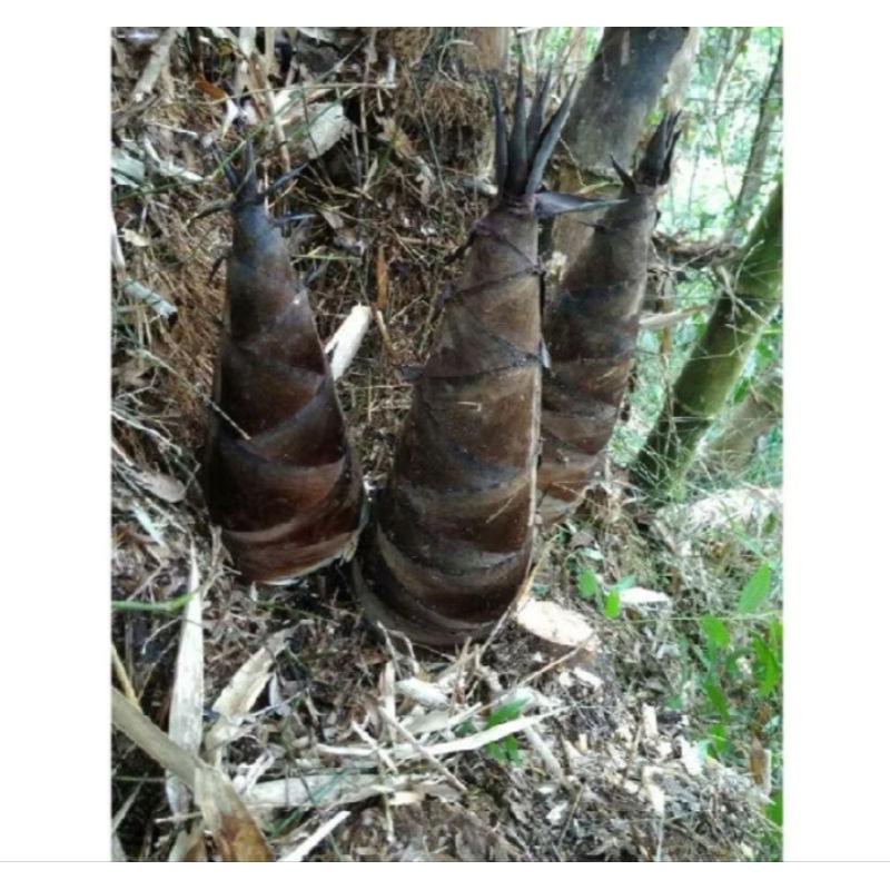 

rebung bambu sayur 1kg/ tunas bambu yang masih muda cocok bahan makanan