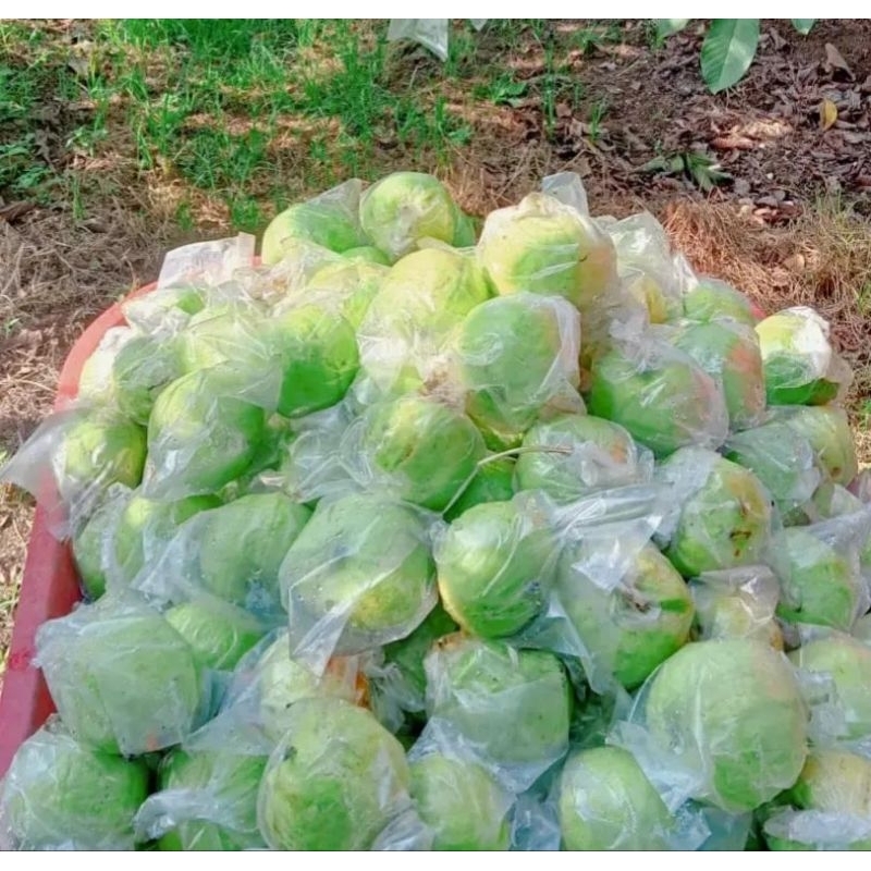 

jambu kristal 1kg berkualitas
