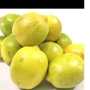 

Lemon SEGAR/ONS