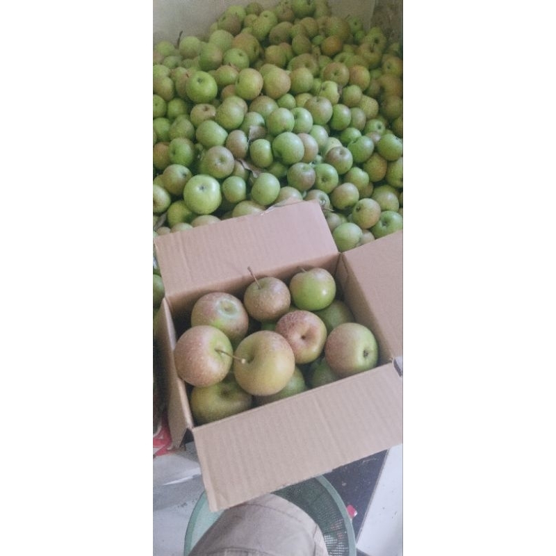 

APEL ROME BEUTY CHERRY (mini) 1 kg - apel batu malang - apel fresh petik pohon