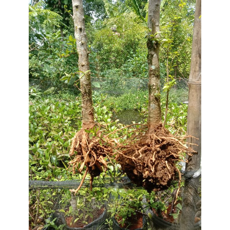 bonggol anting putri panjang bonggol satu meter